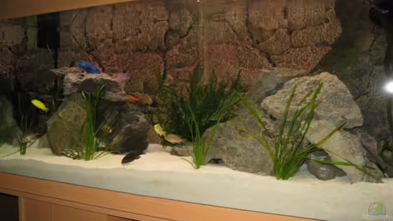 Besatz im Aquarium Becken 12520 von Heimo (15)