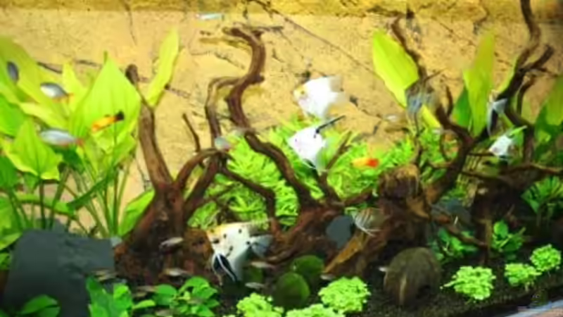 Besatz im Aquarium Becken 12555 von Stefanie Engelhardt (23)