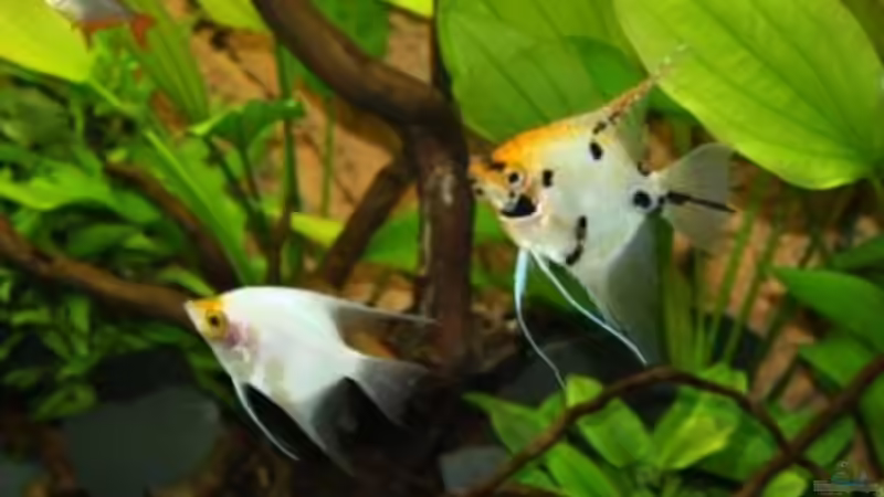 Besatz im Aquarium Becken 12555 von Stefanie Engelhardt (25)