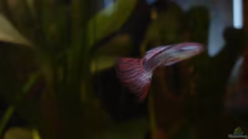 Besatz im Aquarium Becken 12574 von Vanessa Matuszek (5)