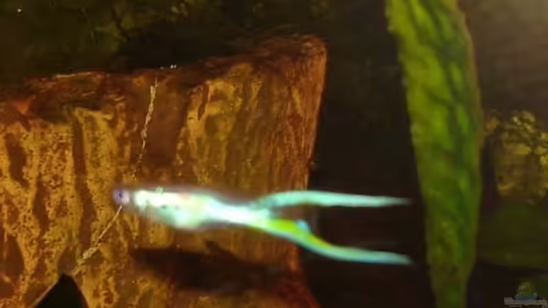 Besatz im Aquarium Becken 12574 von Vanessa Matuszek (6)