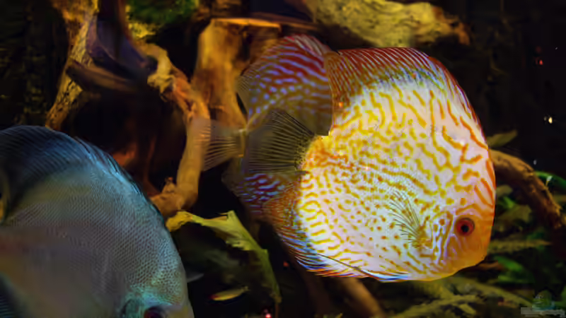 Besatz im Aquarium Becken 12579 von Franky Lunatic (15)