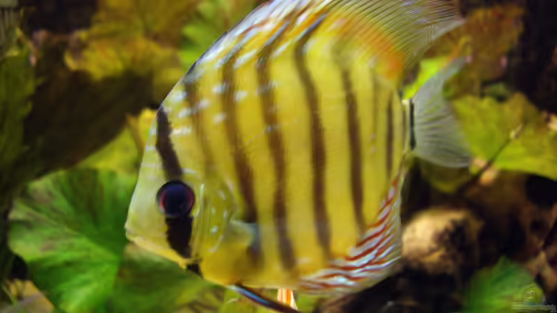 Besatz im Aquarium Becken 12579 von Franky Lunatic (16)