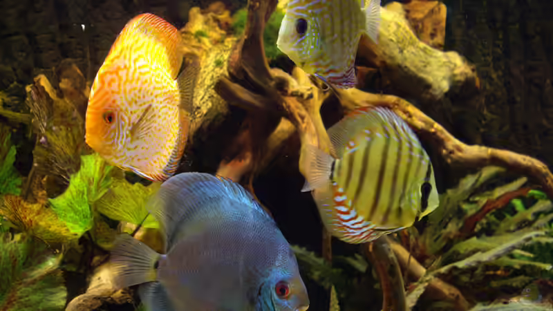 Besatz im Aquarium Becken 12579 von Franky Lunatic (17)