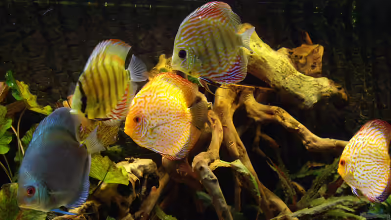 Besatz im Aquarium Becken 12579 von Franky Lunatic (18)