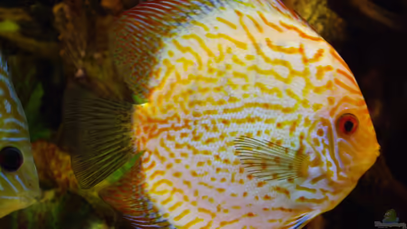 Besatz im Aquarium Becken 12579 von Franky Lunatic (19)