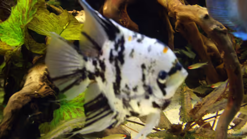 Besatz im Aquarium Becken 12579 von Franky Lunatic (21)