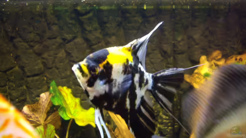 Besatz im Aquarium Becken 12579 von Franky Lunatic (22)