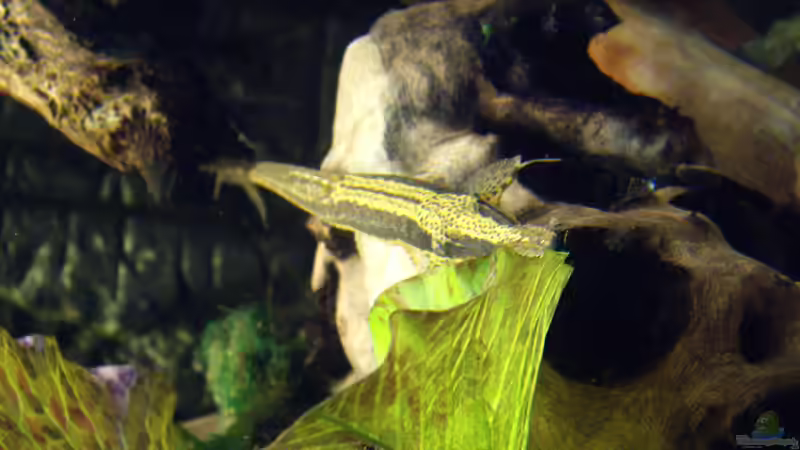 Besatz im Aquarium Becken 12579 von Franky Lunatic (23)