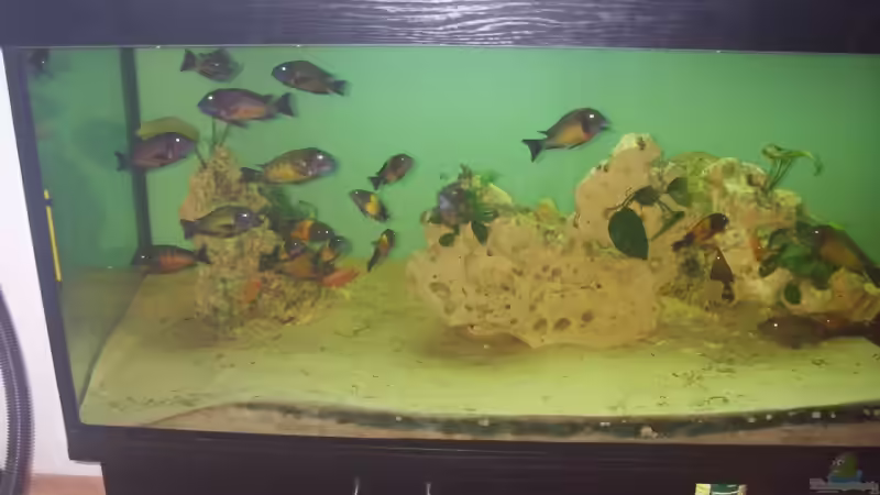 Besatz im Aquarium Becken 12583 von Manuel Kellauer (10)