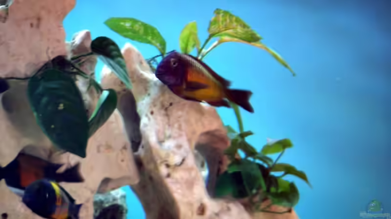 Besatz im Aquarium Becken 12583 von Manuel Kellauer (13)