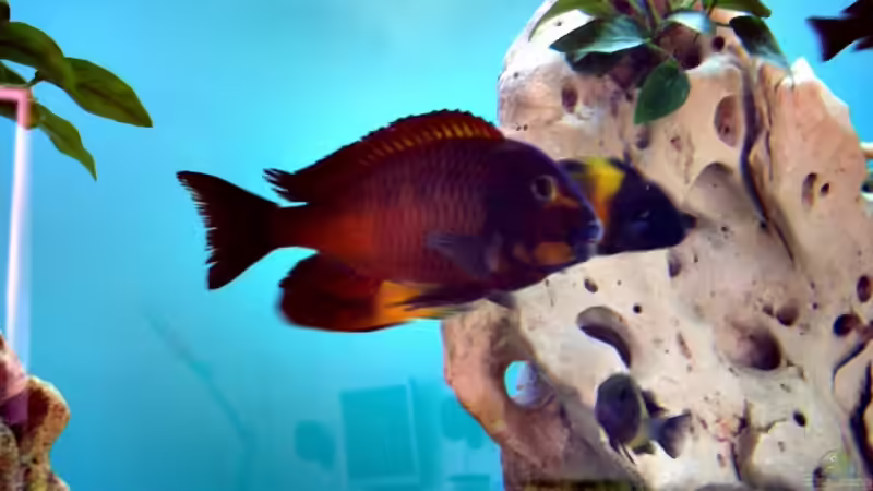 Besatz im Aquarium Becken 12583 von Manuel Kellauer (14)