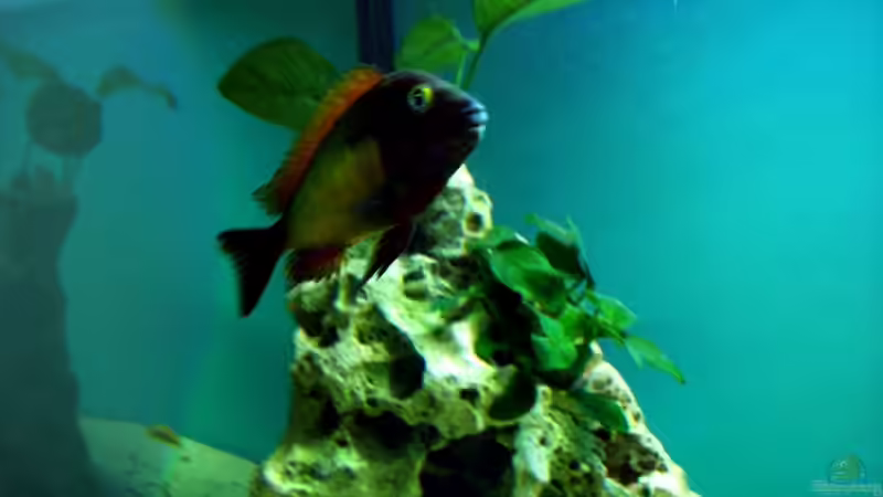 Besatz im Aquarium Becken 12583 von Manuel Kellauer (15)