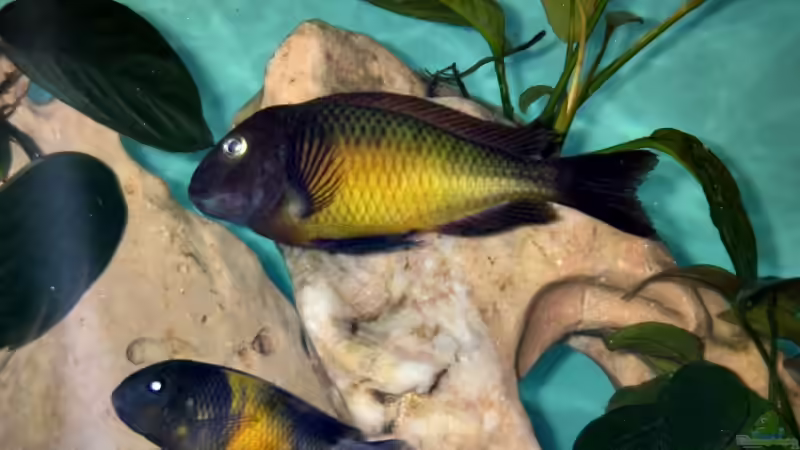 Besatz im Aquarium Becken 12583 von Manuel Kellauer (16)