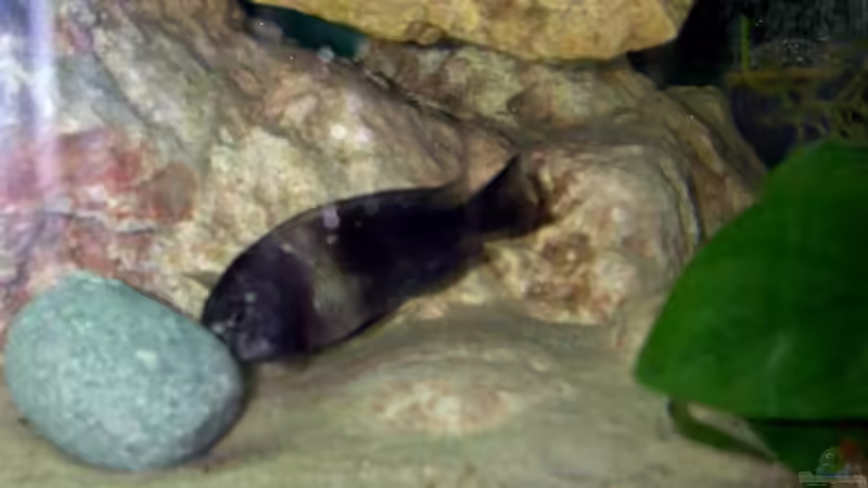 Besatz im Aquarium Becken 12583 von Manuel Kellauer (17)