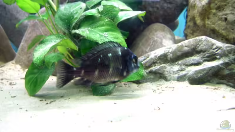 Besatz im Aquarium Becken 12583 von Manuel Kellauer (19)