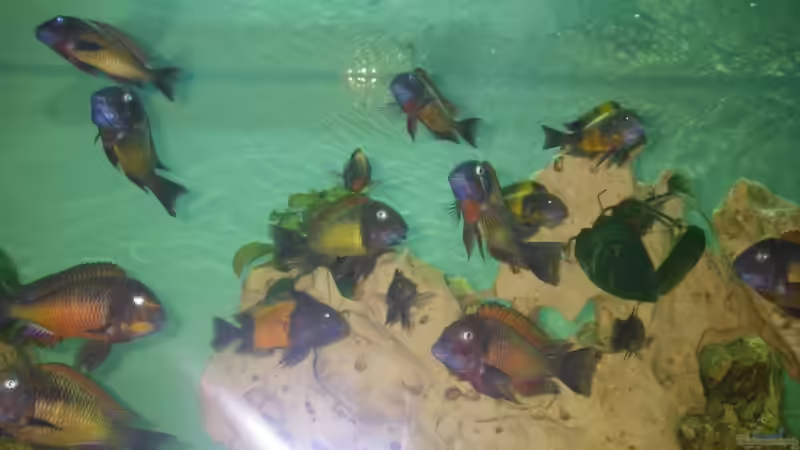 Besatz im Aquarium Becken 12583 von Manuel Kellauer (9)