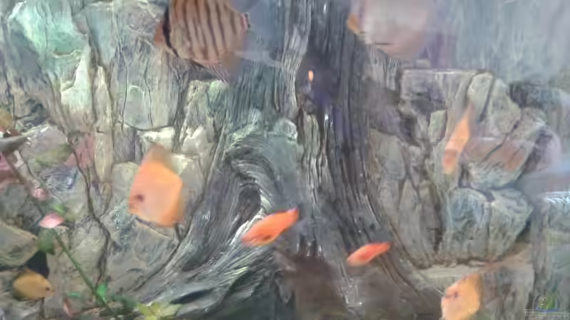 Besatz im Aquarium Becken 12585 von Stephan Roberg (7)