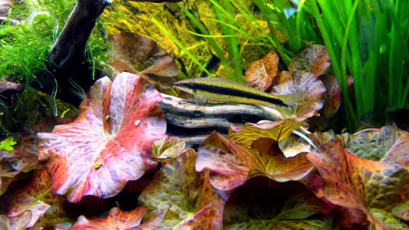 Besatz im Aquarium Becken 12605 von Dirk Kerst (3)