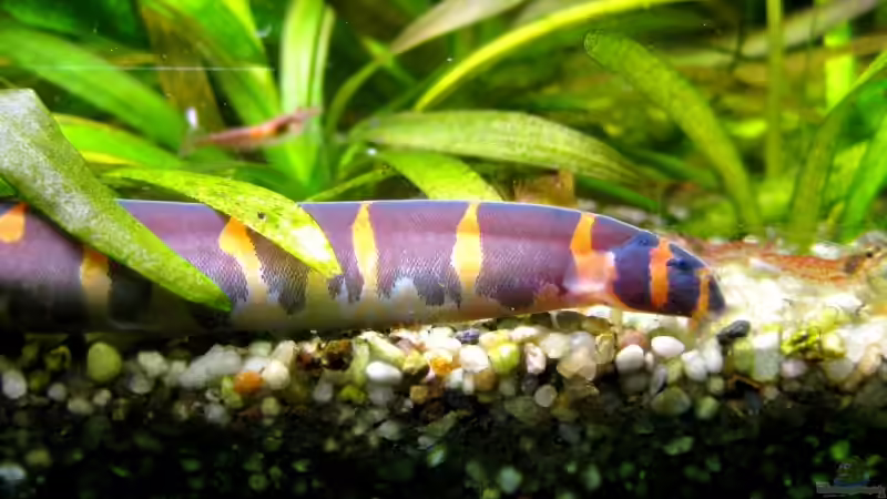 Besatz im Aquarium Becken 12605 von Dirk Kerst (5)