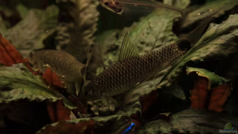 Besatz im Aquarium Becken 12635 von Marcel Stübs (11)