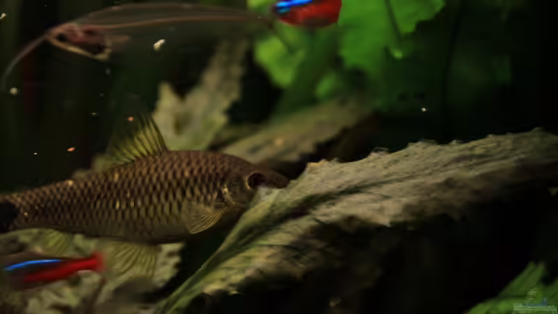 Besatz im Aquarium Becken 12635 von Marcel Stübs (12)