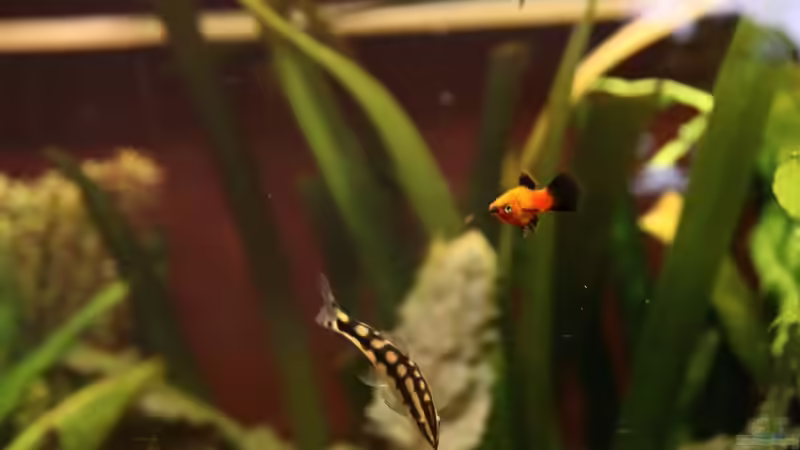 Besatz im Aquarium Becken 12635 von Marcel Stübs (14)