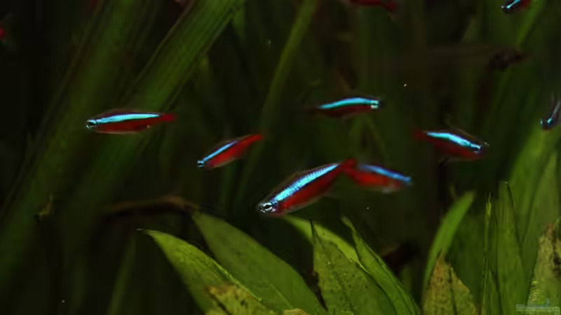 Besatz im Aquarium Becken 12635 von Marcel Stübs (15)