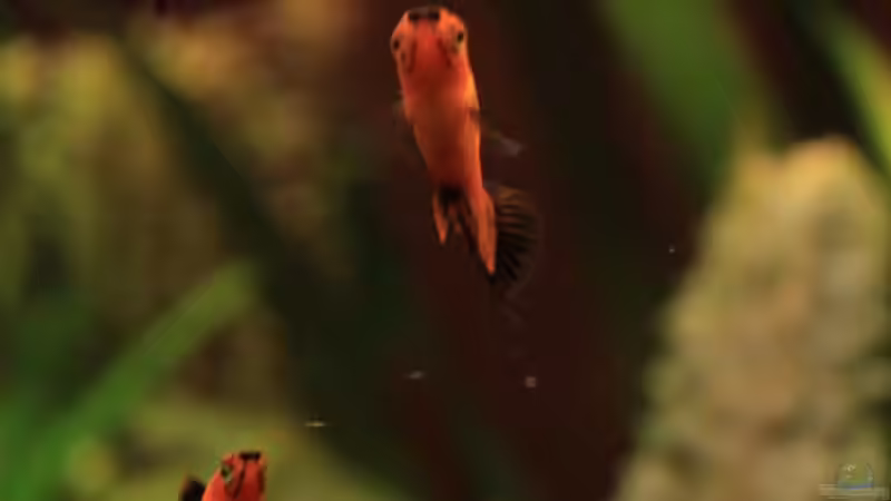 Besatz im Aquarium Becken 12635 von Marcel Stübs (8)