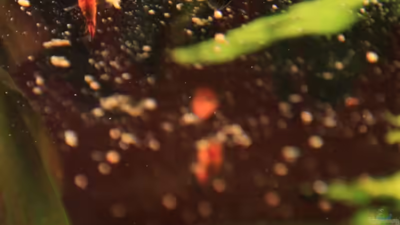 Besatz im Aquarium Becken 12635 von Marcel Stübs (9)