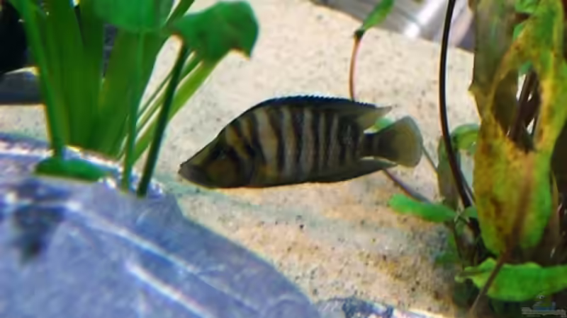 Besatz im Aquarium Becken 12664 von Hermann Süss (25)