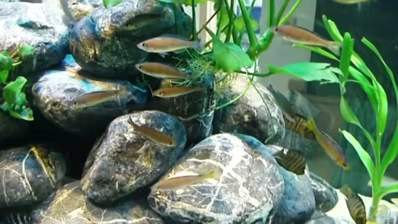 Besatz im Aquarium Becken 12664 von Hermann Süss (26)