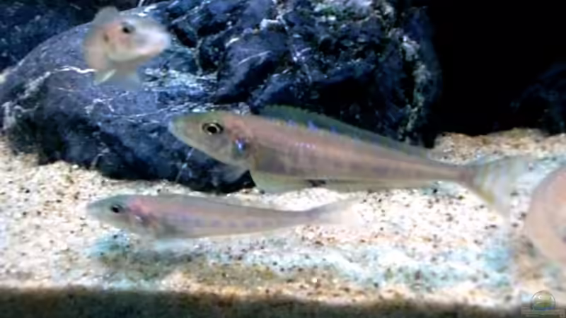 Besatz im Aquarium Becken 12664 von Hermann Süss (28)