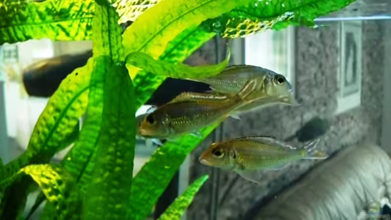 Besatz im Aquarium Becken 12664 von Hermann Süss (29)