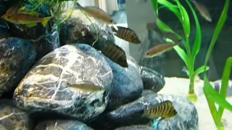 Besatz im Aquarium Becken 12664 von Hermann Süss (30)