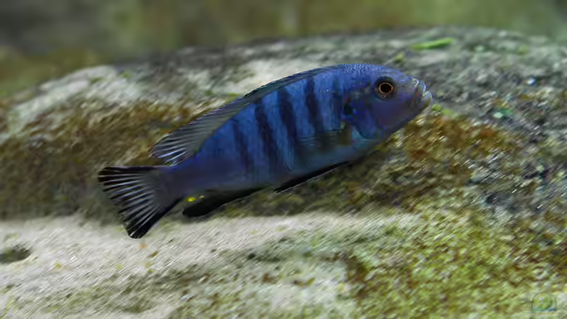 Besatz im Aquarium Becken 12684 von Oliver Menck (10)