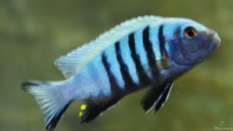 Besatz im Aquarium Becken 12684 von Oliver Menck (11)