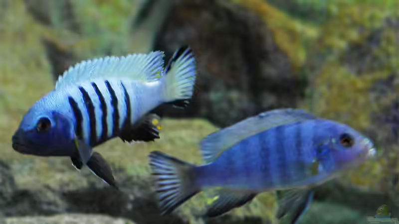 Besatz im Aquarium Becken 12684 von Oliver Menck (12)