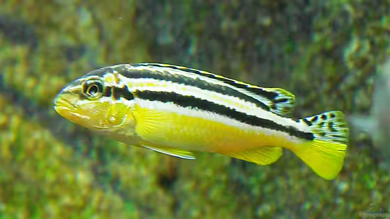 Besatz im Aquarium Becken 12684 von Oliver Menck (13)