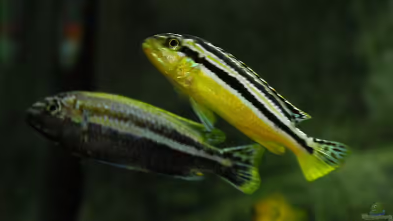 Besatz im Aquarium Becken 12684 von Oliver Menck (15)