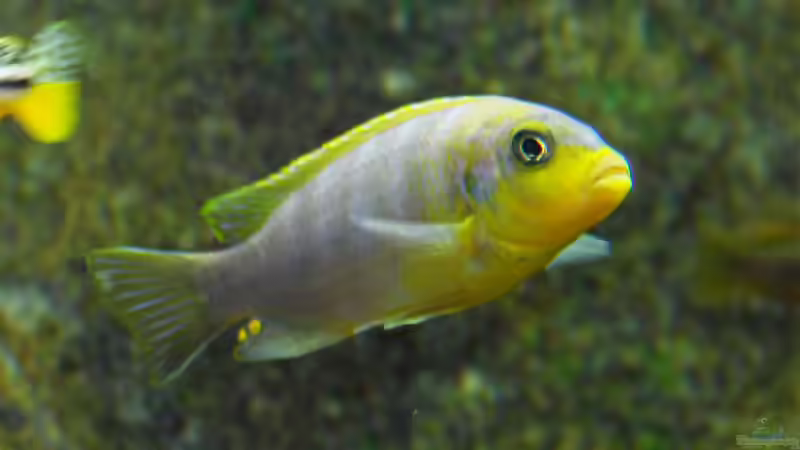 Besatz im Aquarium Becken 12684 von Oliver Menck (17)