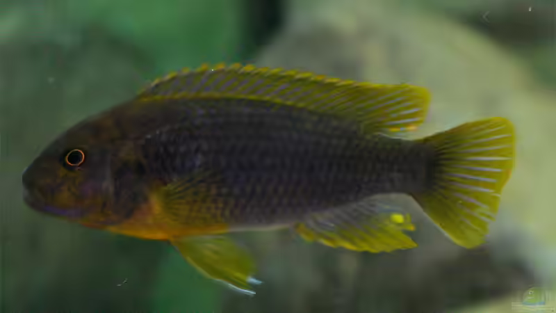 Besatz im Aquarium Becken 12684 von Oliver Menck (19)