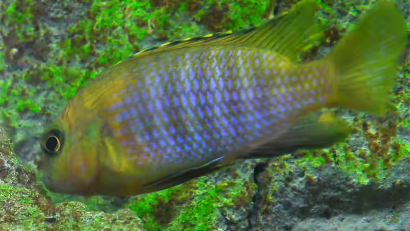 Besatz im Aquarium Becken 12684 von Oliver Menck (20)