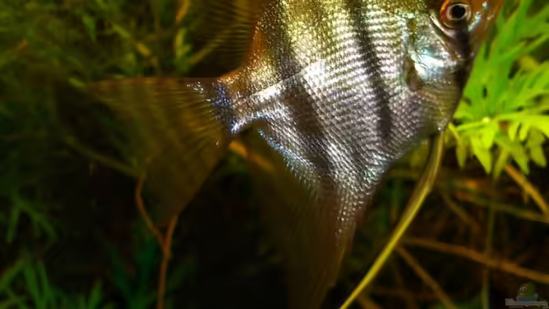 Besatz im Aquarium Becken 12691 von Schattenherz (15)