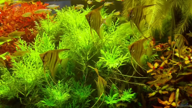 Besatz im Aquarium Becken 12691 von Schattenherz (17)