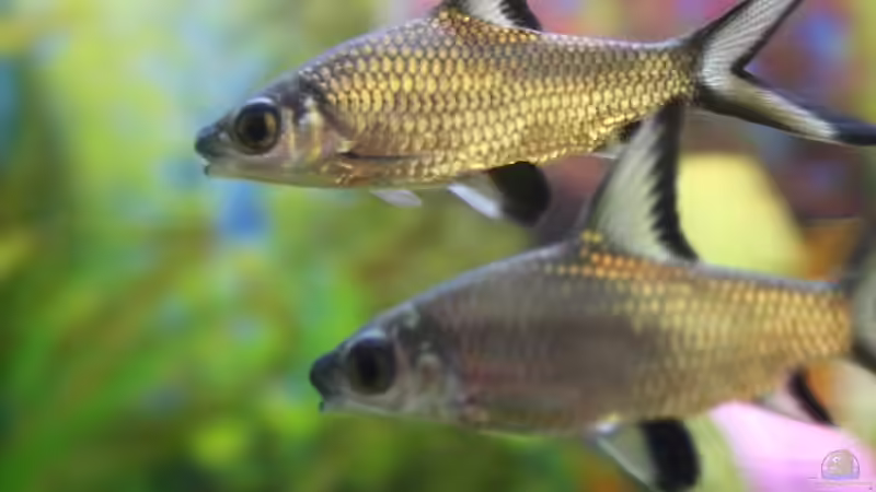 Besatz im Aquarium Becken 12693 von Kevin Heidel (5)