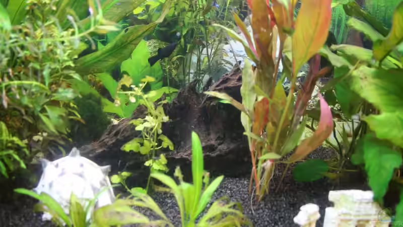 Besatz im Aquarium Becken 12693 von Kevin Heidel (6)