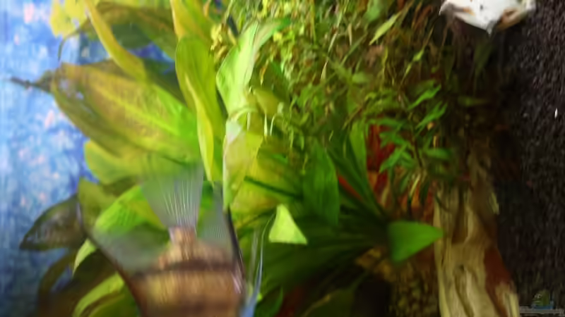 Besatz im Aquarium Becken 12693 von Kevin Heidel (7)