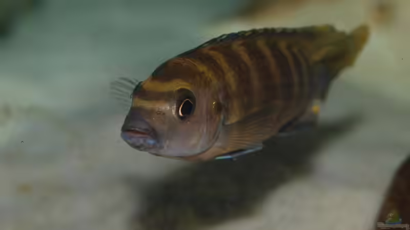 Besatz im Aquarium Becken 12695 von Meike_R (45)