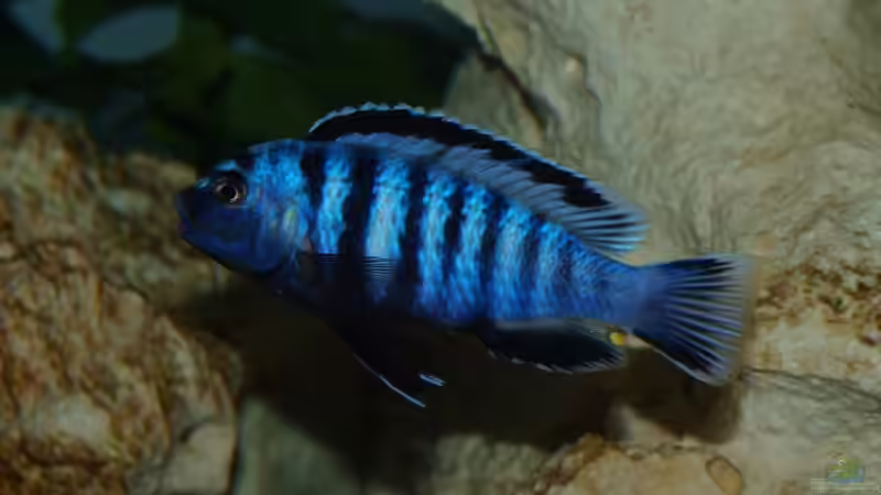 Besatz im Aquarium Becken 12695 von Meike_R (46)